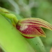 Acianthera glanduligera - Photo no rights reserved, uploaded by Tsssss