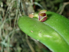 Acianthera glanduligera