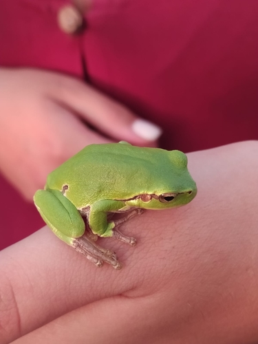 Rosnička zelená (Hyla arborea)