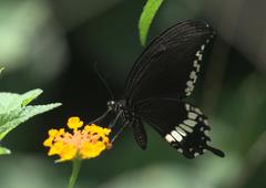 Papilio polytes