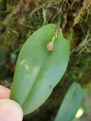 Acianthera glanduligera