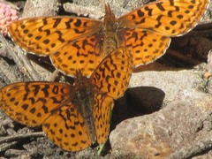 Boloria epithore
