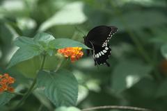 Papilio polytes