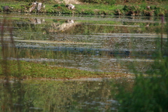 Calidris minuta