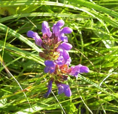 Prunella grandiflora