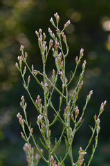 Pseudognaphalium ramosissimum