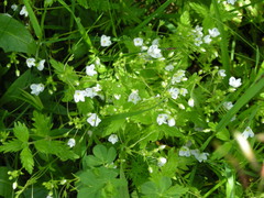 Veronica peduncularis