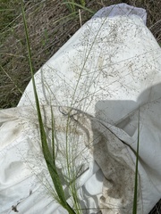 Eragrostis trichodes