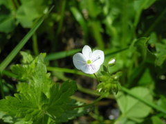 Veronica peduncularis