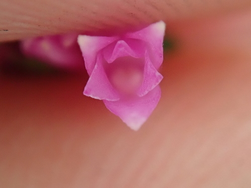 Image of Isochilus linearis by no rights reserved