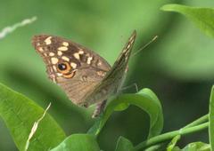 Junonia lemonias