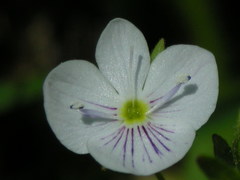 Veronica peduncularis