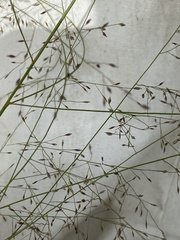 Eragrostis trichodes