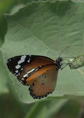 Danaus chrysippus