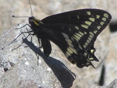 Papilio indra