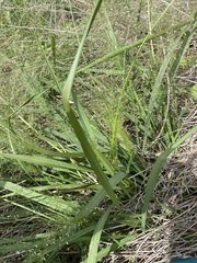 Eragrostis trichodes