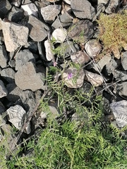 Vicia biennis