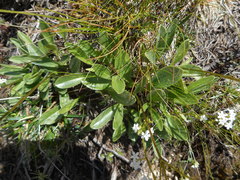 Valeriana saxatilis