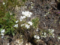 Valeriana saxatilis