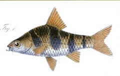 Snakeskin Barb photo 2