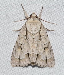 Acronicta laetifica