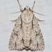 Acronicta laetifica - Photo no hay derechos reservados, uploaded by Chrissy McClarren and Andy Reago