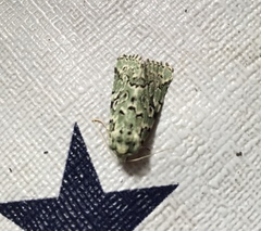 Bryolymnia viridata