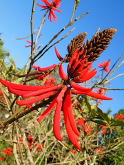 Erythrina speciosa