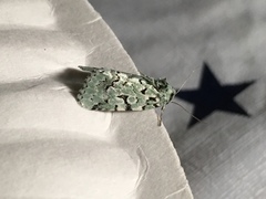 Bryolymnia viridata