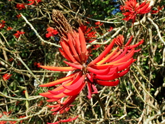 Erythrina speciosa