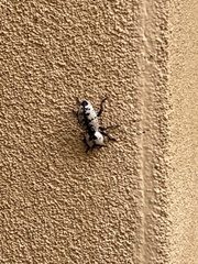 Zopheridae
