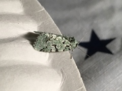 Bryolymnia viridata