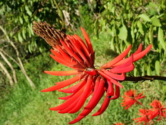 Erythrina speciosa