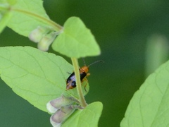 Phyllobrotica