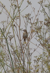 Cisticola juncidis