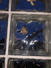 Eleutherodactylus coqui