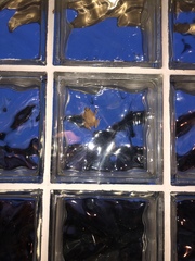 Eleutherodactylus coqui