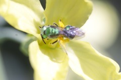 Augochlorini