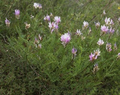 Astragalus jelenevskyi