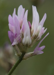 Astragalus jelenevskyi