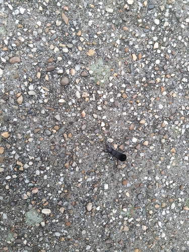 Devil's Coach Horse Beetle, 9713 ZC Groningen, Nederland, photo 8 of 10