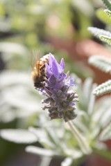 Apis mellifera