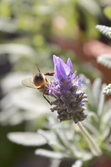 Apis mellifera