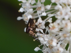 Scythris basilaris