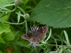 Erynnis martialis