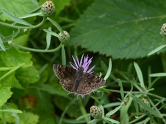 Erynnis martialis
