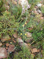 Lebeckia pauciflora