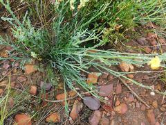 Lebeckia pauciflora