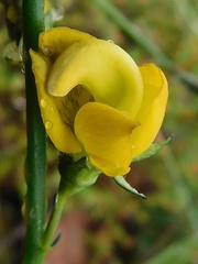 Lebeckia pauciflora