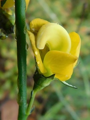 Lebeckia pauciflora